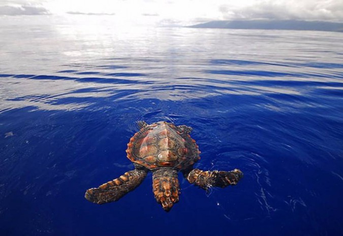 GÜNLÜK AKTİVİTE - DALYAN TEKNE TURU