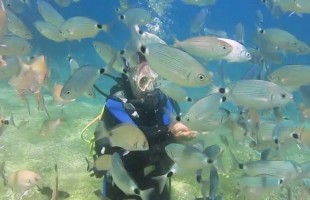 GÜNLÜK AKTİVİTE - TÜPLÜ DALIŞ