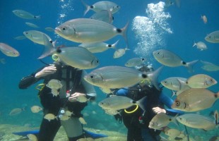 GÜNLÜK AKTİVİTE - TÜPLÜ DALIŞ